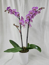 Phalaenopsis Orchid Plant